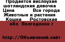Продается вислоухая шотландская девочка › Цена ­ 8 500 - Все города Животные и растения » Кошки   . Ростовская обл.,Волгодонск г.